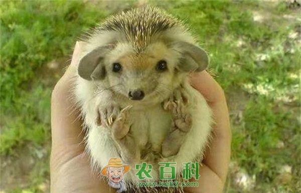 刺猬的正面 刺猬的正面