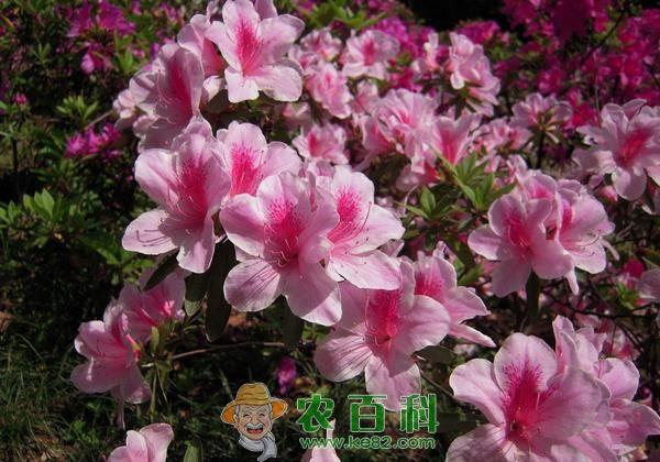 杜鹃花的养殖方法和注意事项 杜鹃花的养殖方法和注意事项