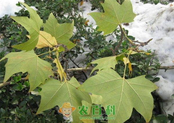 双齿长蠹法桐上的钻蛀害虫