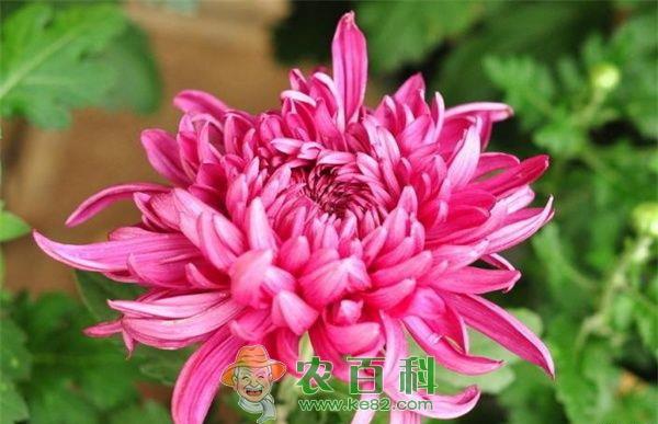 菊花锈病的防治方法