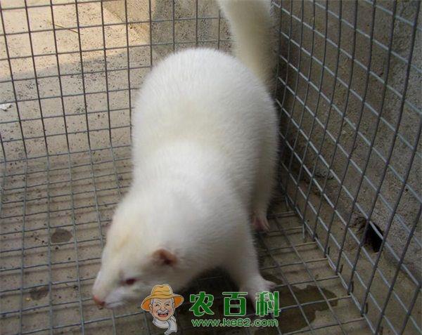 剖析貂笼的使用寿命