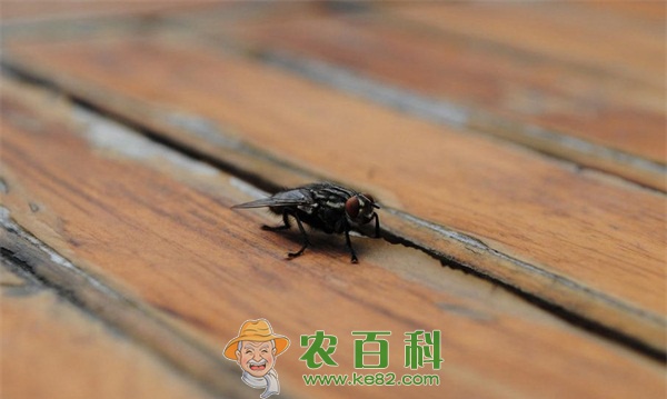 简易苍蝇捕捉方法