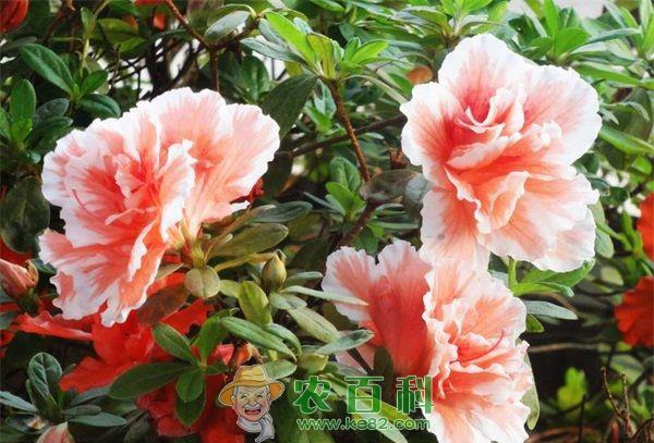 杜鹃花 湖南湘潭举办首届国际杜鹃文化节