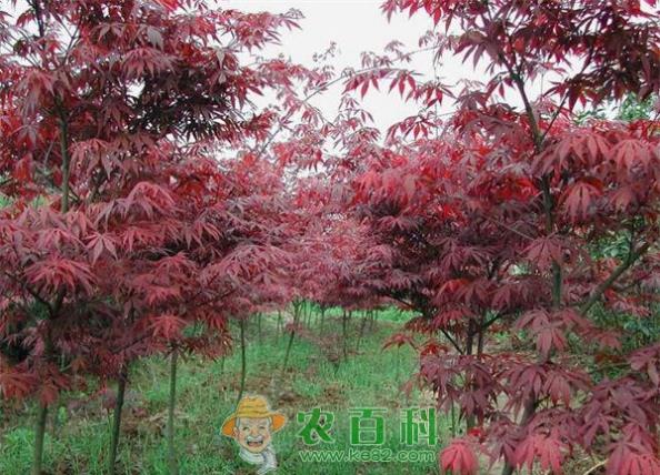红枫--土客网网 红枫被真菌侵染该如何防治