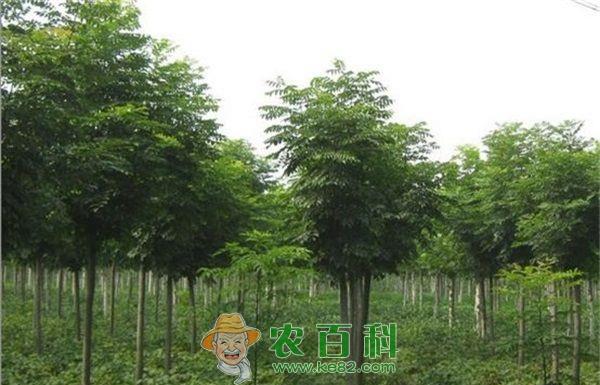 栾树种植 栾树种植的起苗技巧