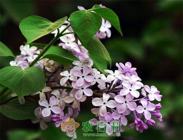 丁香 丁香花物种分类