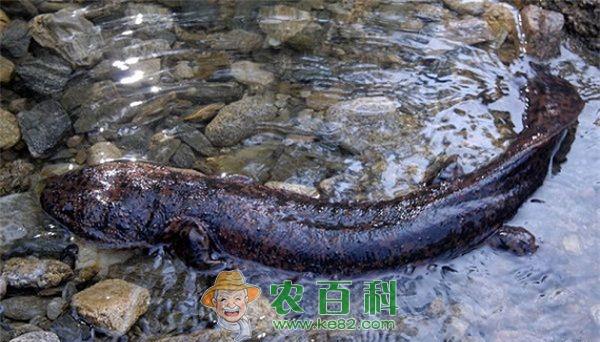 大鲵 广南县渔业站考察完野生大鲵水产种质资源