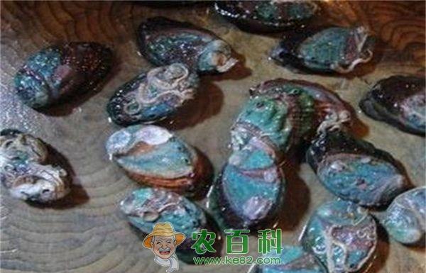 鲍鱼的育苗技术 鲍鱼的育苗技术