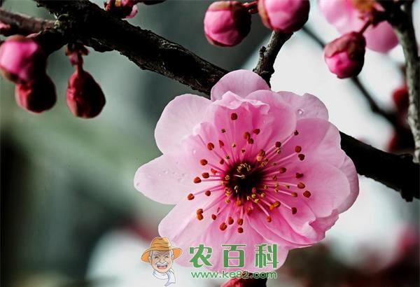 寒潮来袭笑看梅花盛开