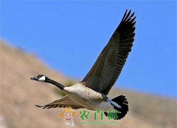 大雁白肌病的识别