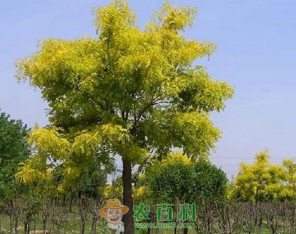 榆树介绍及分布