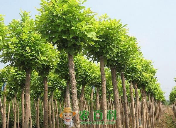 白蜡杆 白蜡杆