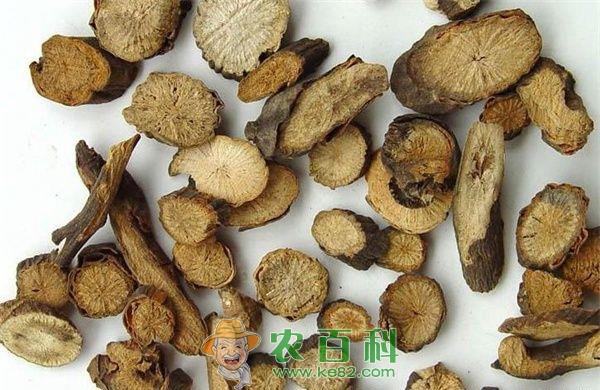 赤芍药的产地及服用禁忌 土客网网 赤芍药的产地及服用禁忌