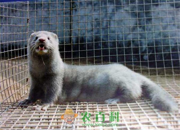 养貂的貂棚和貂笼的介绍