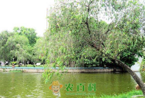 金枝柳树病虫害防治