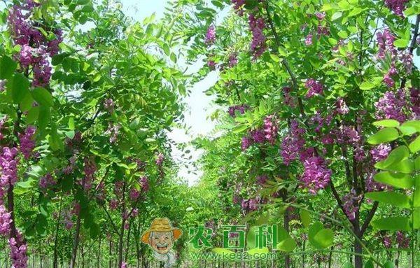 香花槐 香花槐的育苗方法