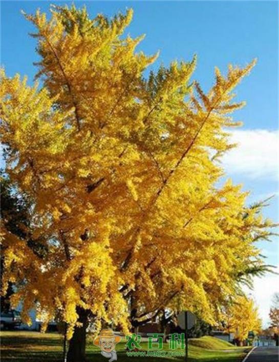 银杏 银杏树移载季节的选择