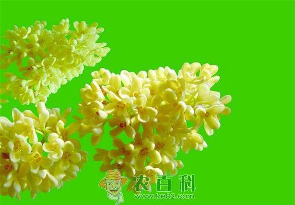 药用植物桂花炭疽病