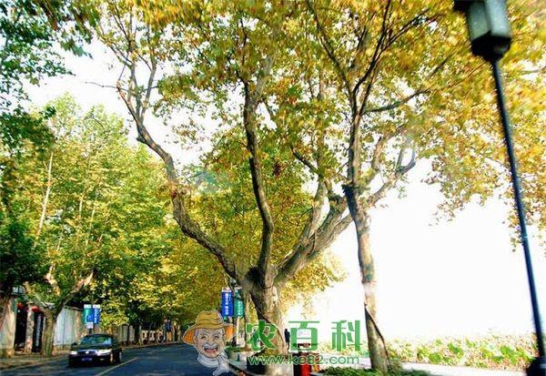 法桐 法桐扦插前种条的选取