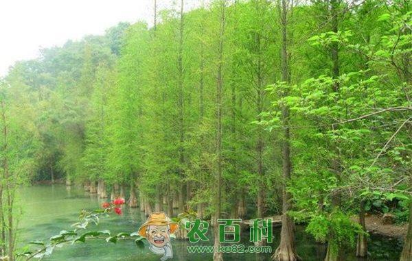 水杉种植 水杉种植生长期的灌水技术
