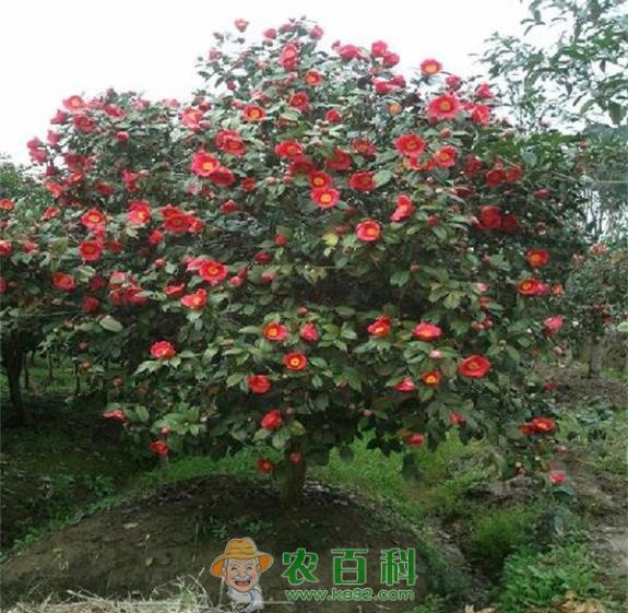 茶花夏季浇水要浇透