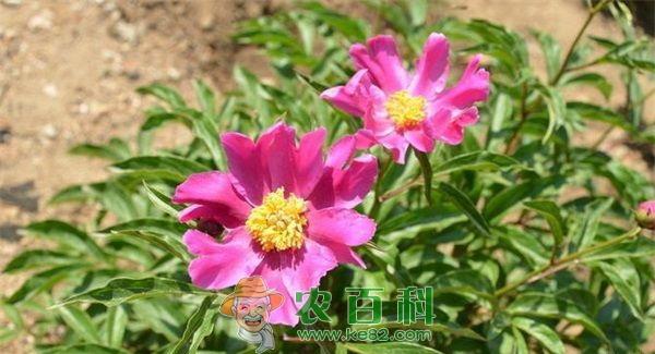 春季芍药苗圃土壤消毒好处多
