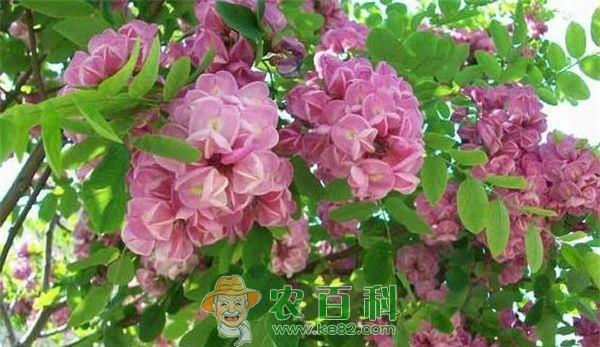 香花槐--土客网网 香花槐栽后管理方法