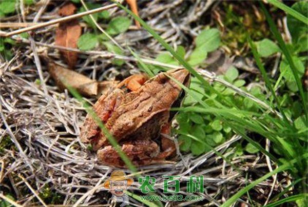 林蛙油的功效有哪些