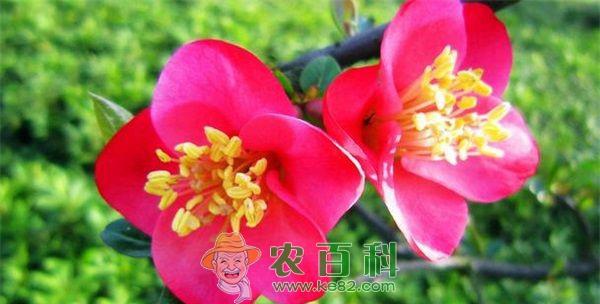 广东开平市大沙梅花节今开幕