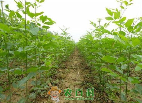 白蜡 白蜡树发展前景如何?