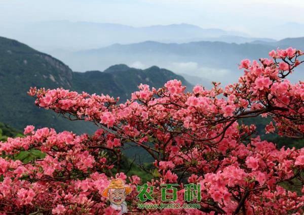 杜鹃花的养殖方法和注意事项 杜鹃花的养殖方法和注意事项