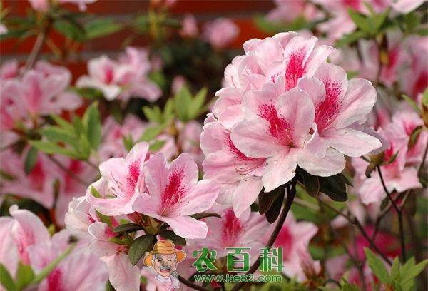 杜鹃花虫害的防治方法