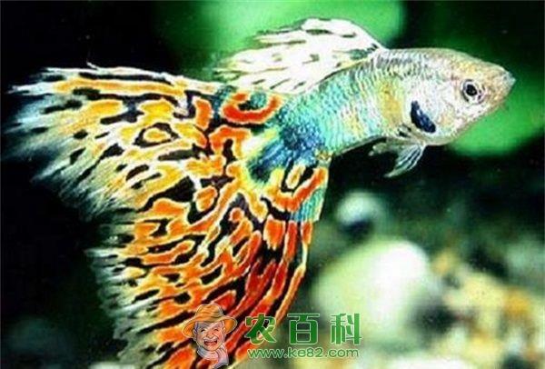 孔雀鱼 孔雀鱼难产怎么办?