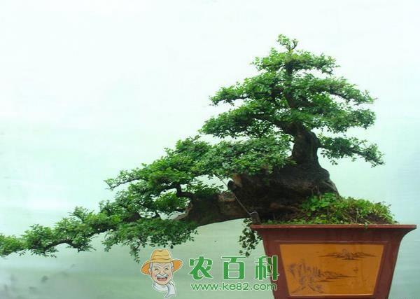 榆树盆景