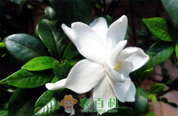 300亩栀子花成就花香世界