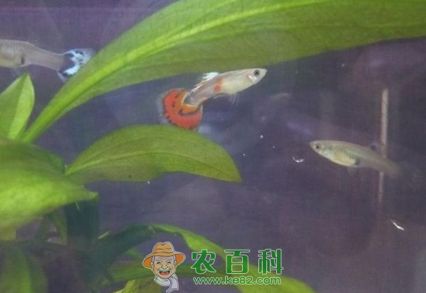 孔雀鱼换水喂养方法