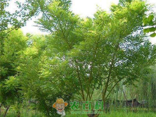 国槐 国槐种子育苗技术