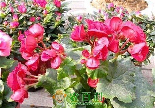 海棠 竹节海棠的养植方法