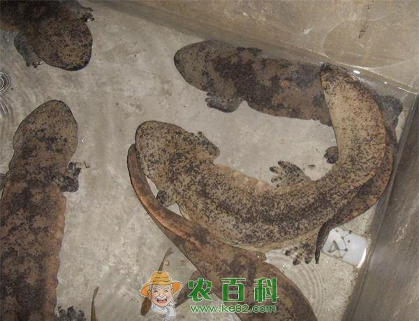 恩施客车行李箱内有人藏匿大鲵