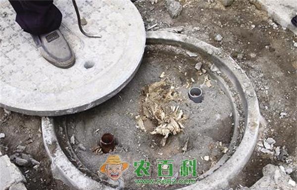 白蜡 白蜡树莫名被砍 原地“长”出井盖