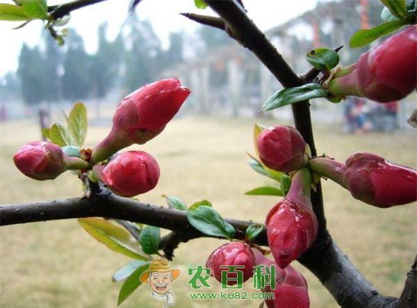 海棠花的养殖方法之修剪技术 土客网网 海棠花的养殖方法之修剪技术