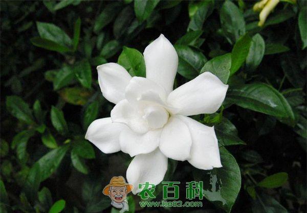 栀子花 栀子花盆栽有妙方
