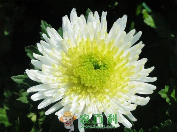 水插菊花的妙招