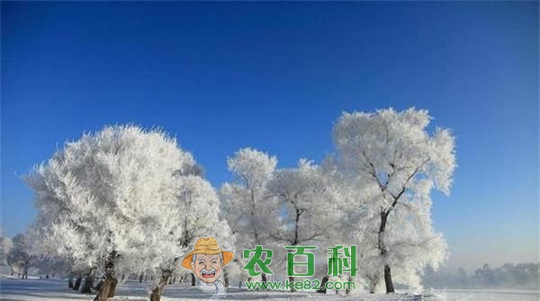 雪松种植数十年在沪结果 土客网网 雪松种植数十年在沪结果