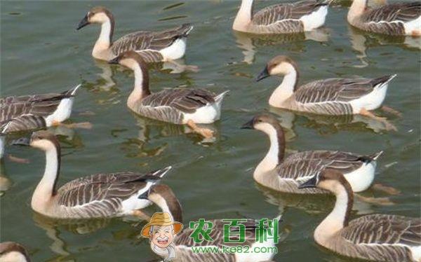 人工大雁养殖技术