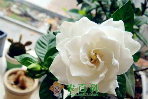 栀子花 宜宾:栀子花儿开 万人闻香来