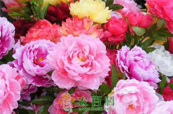 牡丹 叶牡丹病虫害防治技术