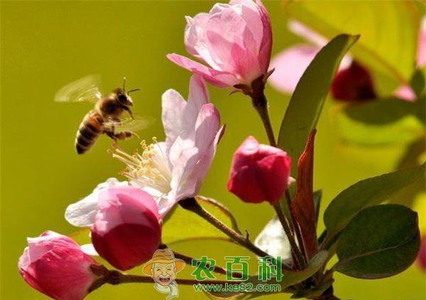 海棠 北美海棠新品种有钱途