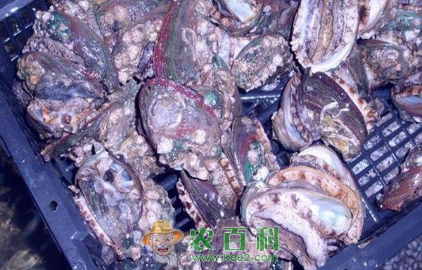 鲍鱼养殖之鲍鱼苗的生产 鲍鱼养殖之鲍鱼苗的生产