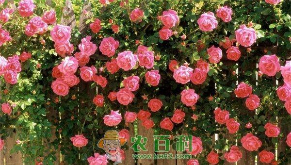 月季花冬季室外管理技术